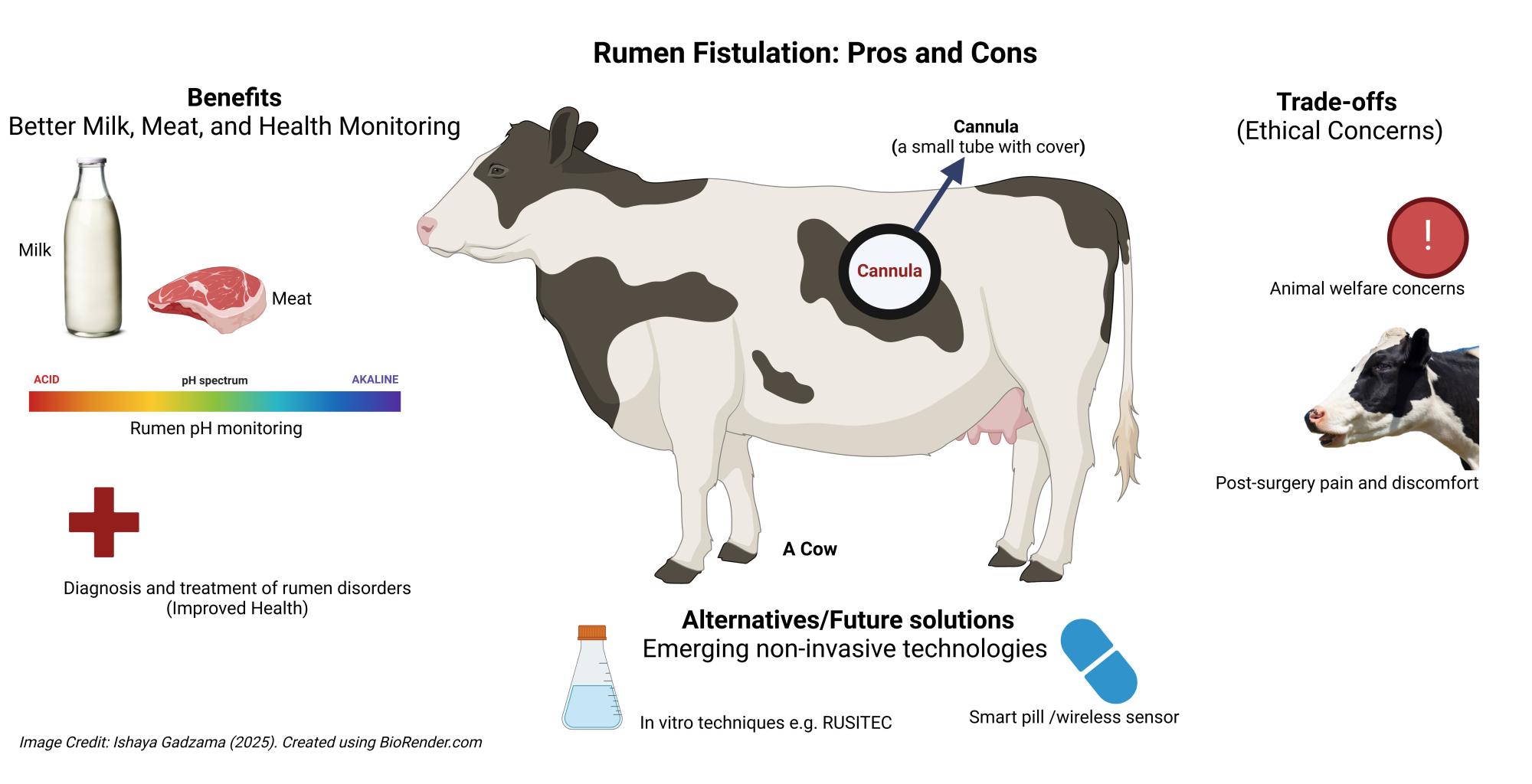 Rumen fistula.jpeg